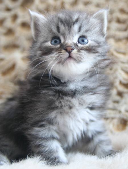 Silver Siberian Kitten
