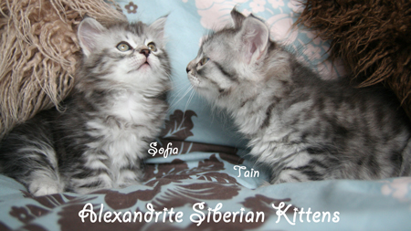 Alexandrite Siberian Kittens
