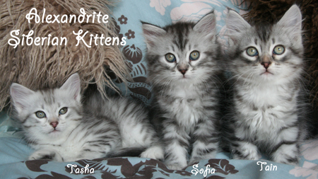 Alexandrite Siberian Kittens