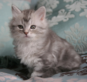 Mali (Blue/Silver Classic Male)