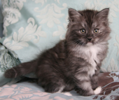 Ollie (Black Smoke Classic with White male)