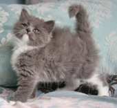 Sapphira (Blue Tabby with White female)