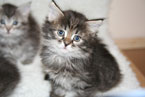 Boo Boo - Brown Tabby Female