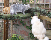 Freddie and Friends Dec 06